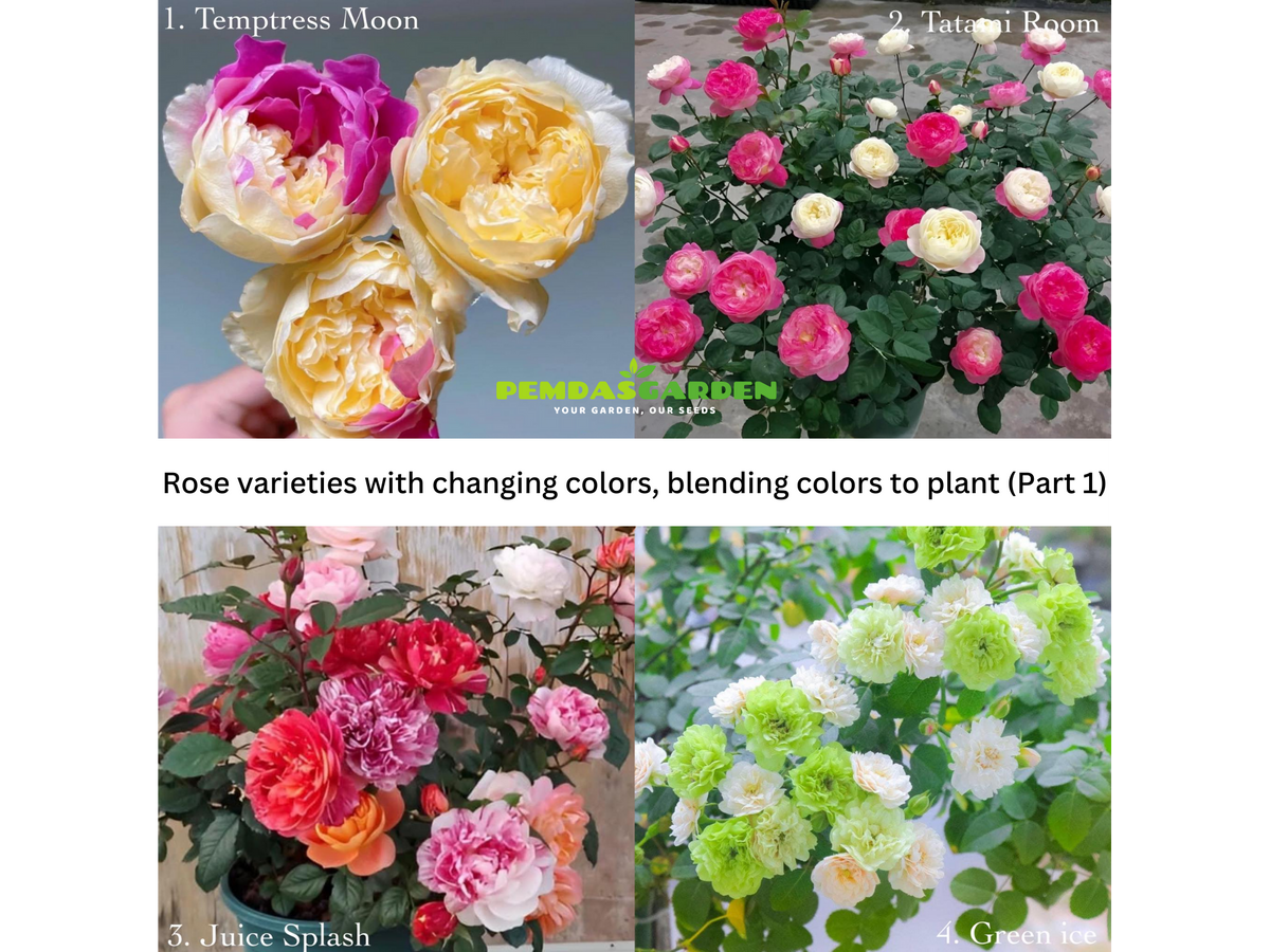 Rose varieties with changing colors, blending colors to plant (Part 1) PEMDASGARDEN