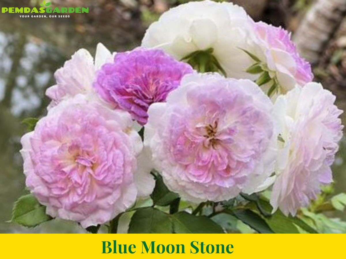 Blue Moon Stone – PEMDASGARDEN