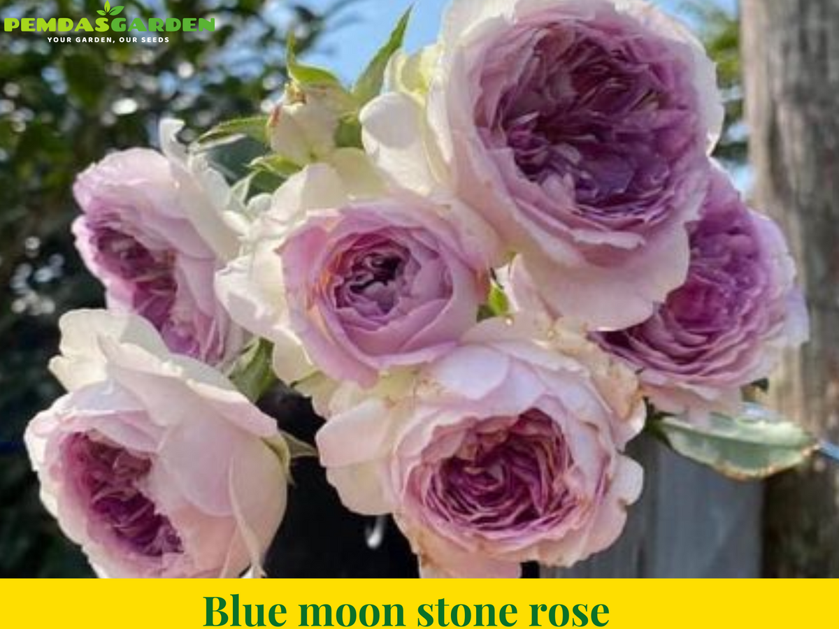 Blue moon stone rose – PEMDASGARDEN