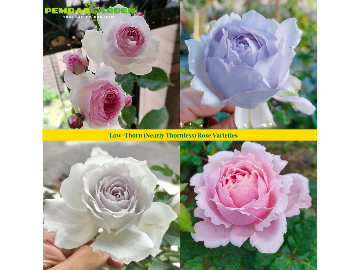 Low-Thorn (Nearly Thornless) Rose Varieties  PEMDASGARDEN