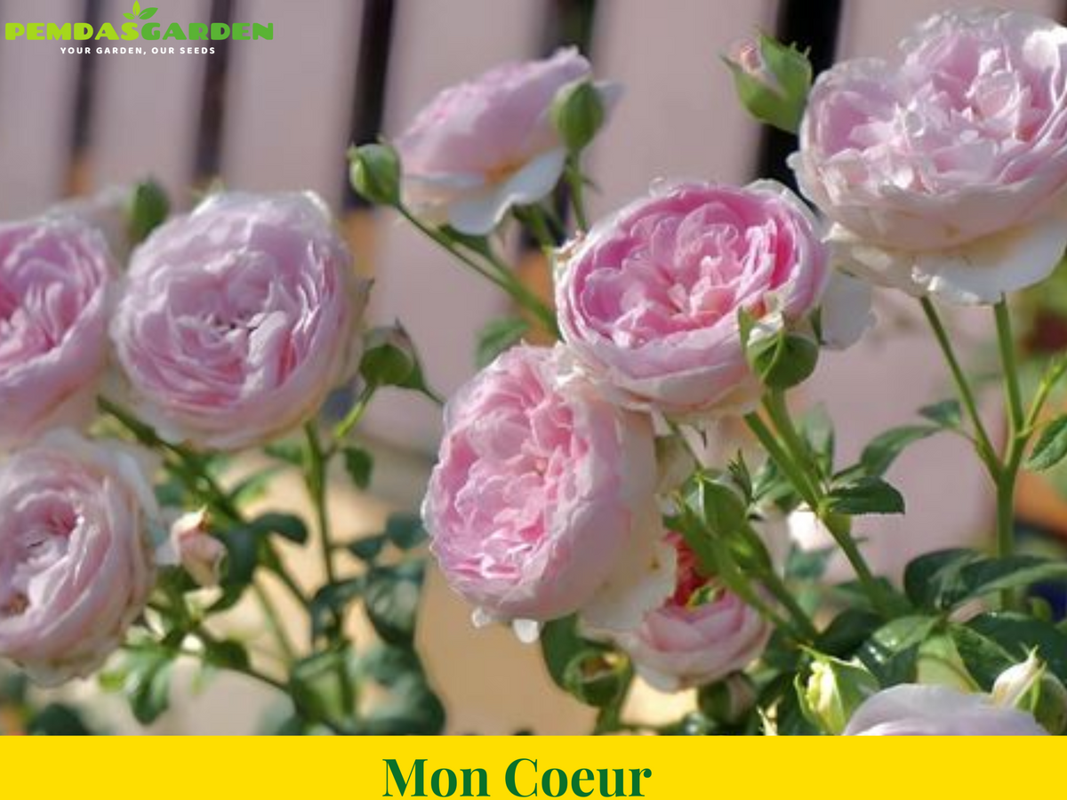 Mon Coeur – PEMDASGARDEN