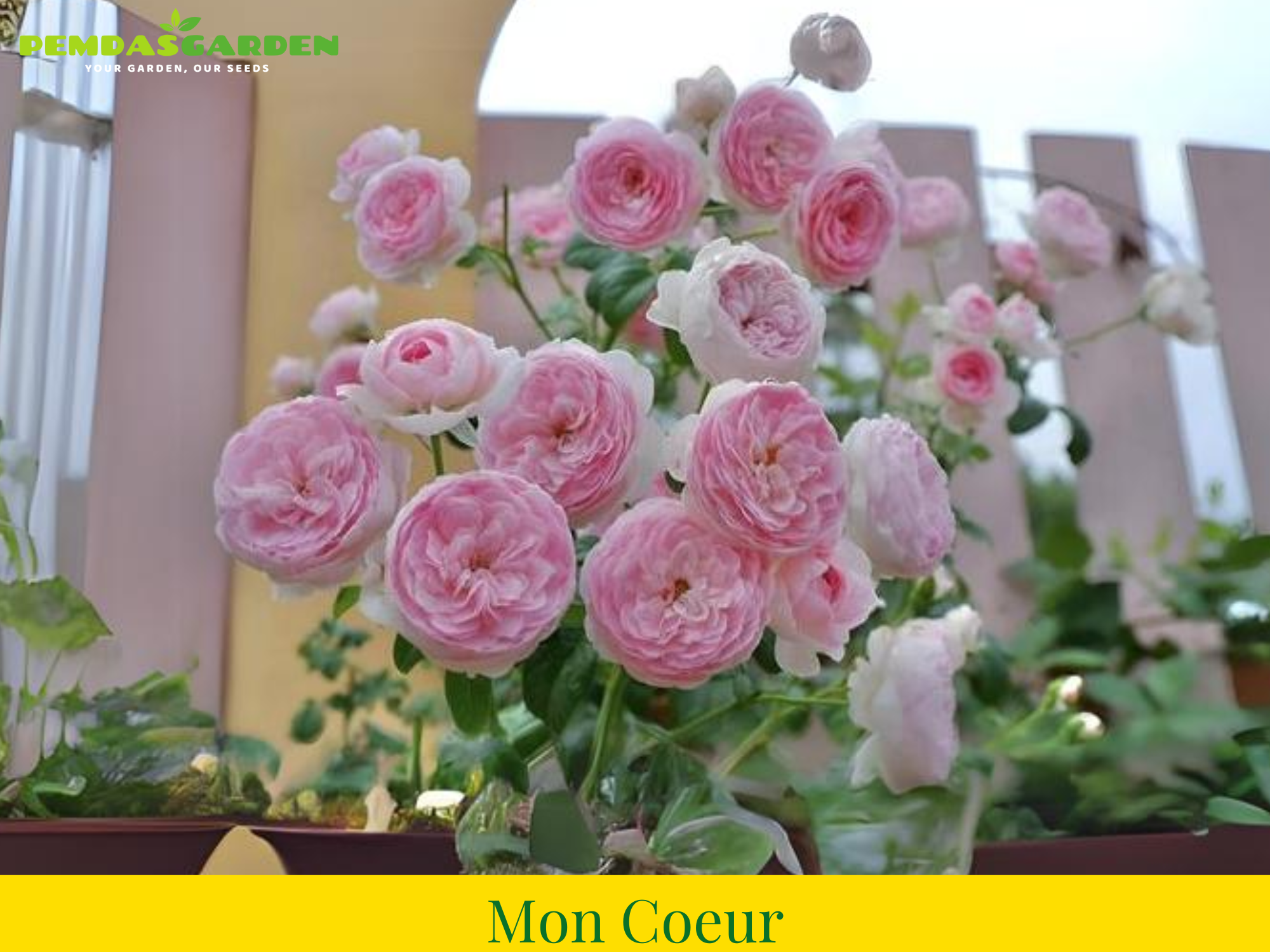 Mon Coeur rose – Pemdas Garden