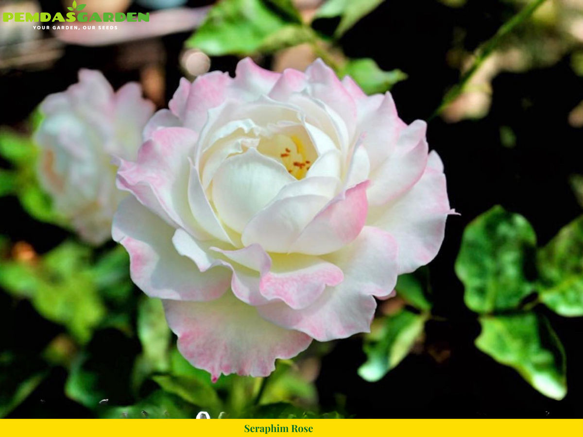 Advantages and Disadvantages of Seraphim Rose – PEMDASGARDEN