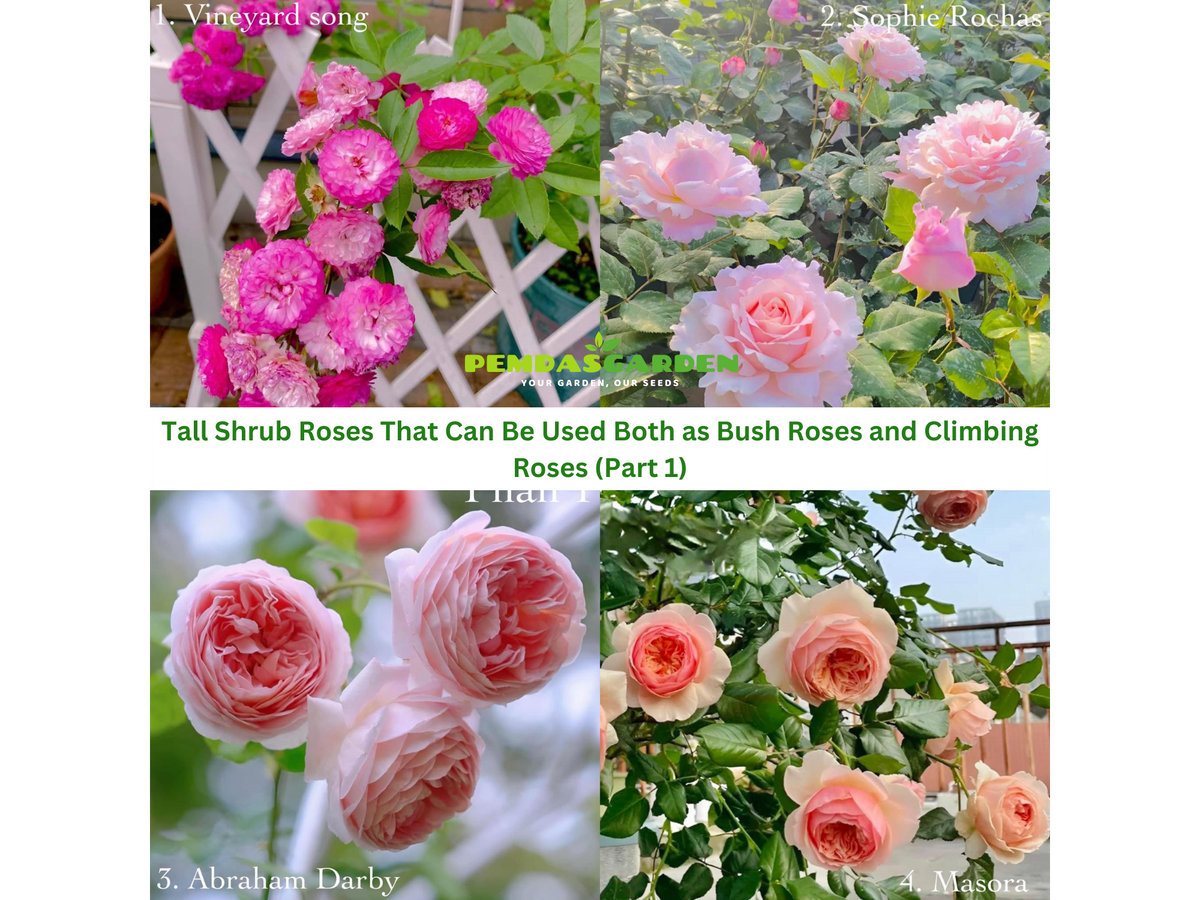 Tall Shrub Roses That Can Be Used Both as Bush Roses and Climbing Rose