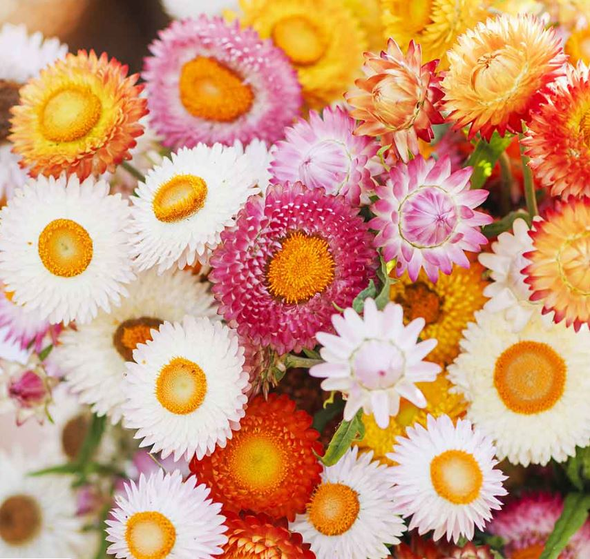 Copper Red - Strawflower Seed