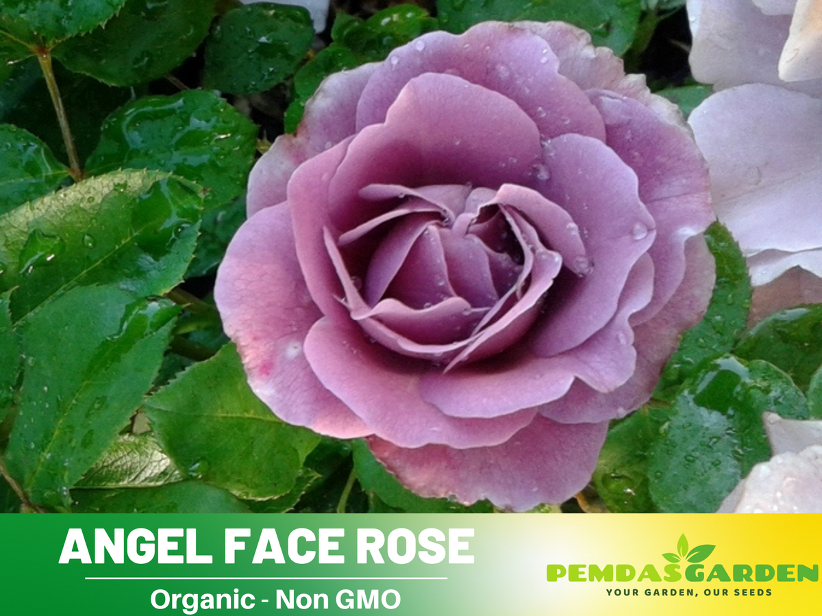 angel rose seeds 30 Rare Seeds| Angel Face Floribunda Rose Seeds #1023