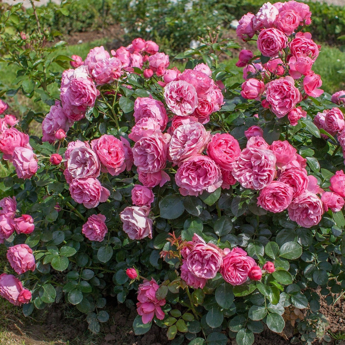 Leonardo Da Vinci Shrub Rose Seeds, 30 seeds
