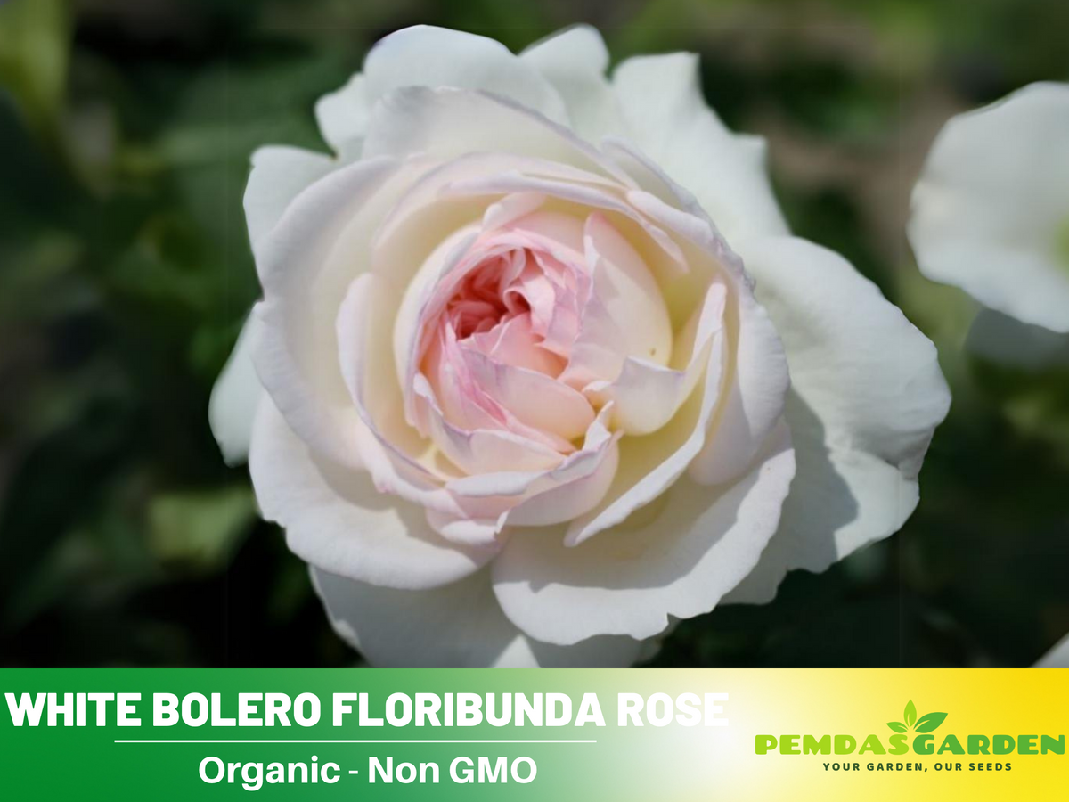 30 Rare Seeds| Bolero Floribunda Rose Seeds #1033 – PEMDASGARDEN