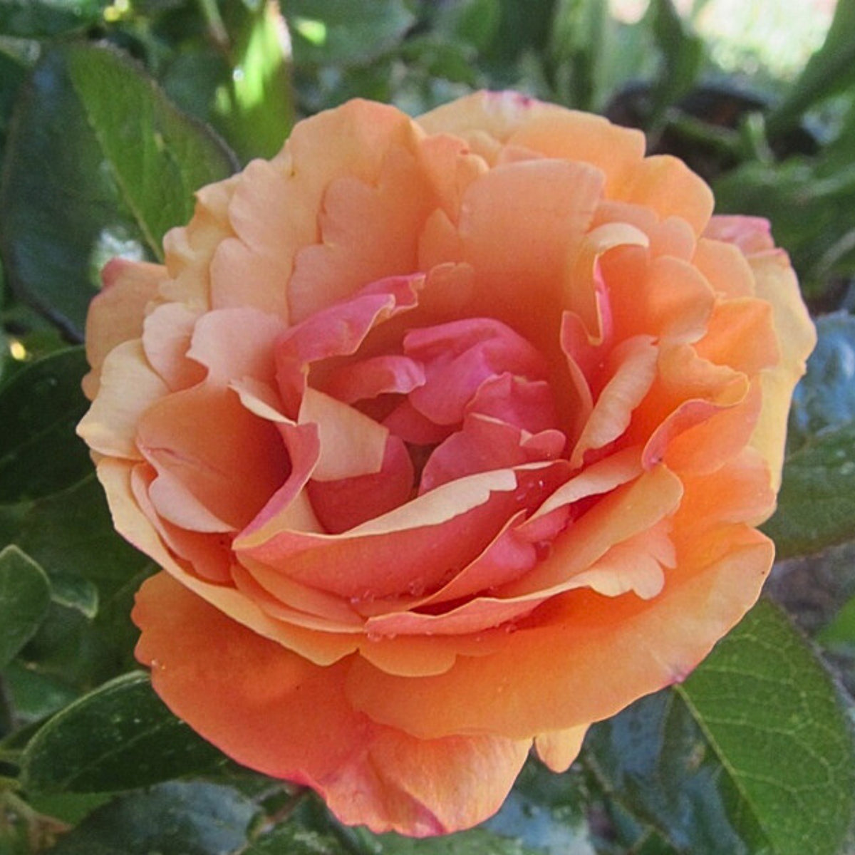 Anna's Promise Grandiflora Rose Seeds, 30 seeds