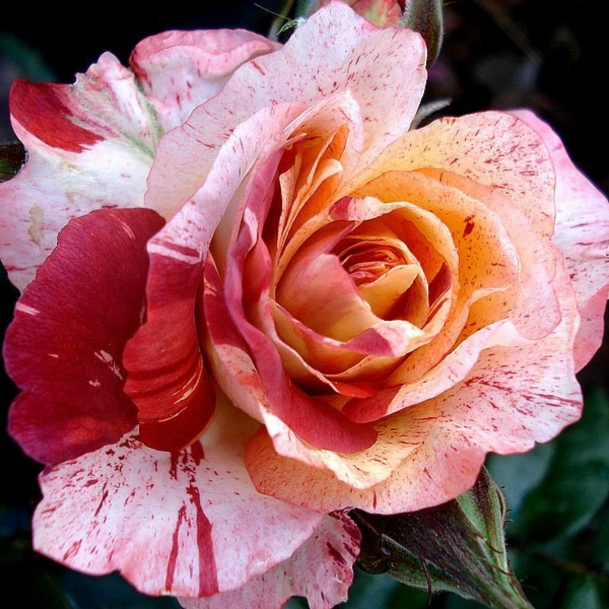 Tropical Lightning Climbing Rose Seeds, 30 seeds
