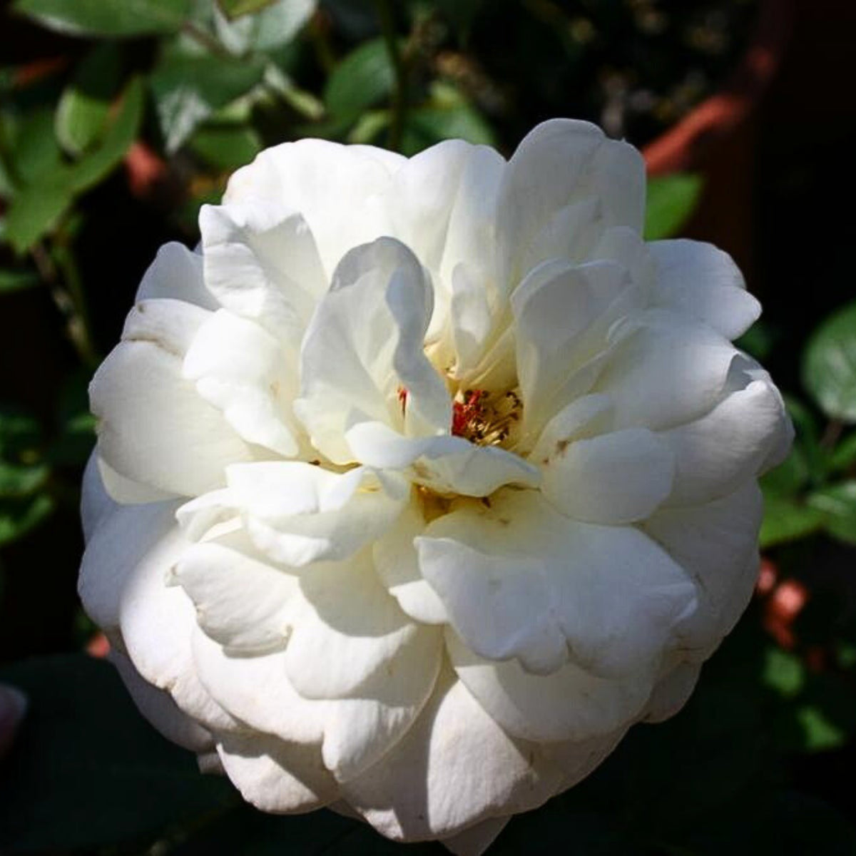 Sugar Moon Rose Bush Flower Seeds, 30 seeds