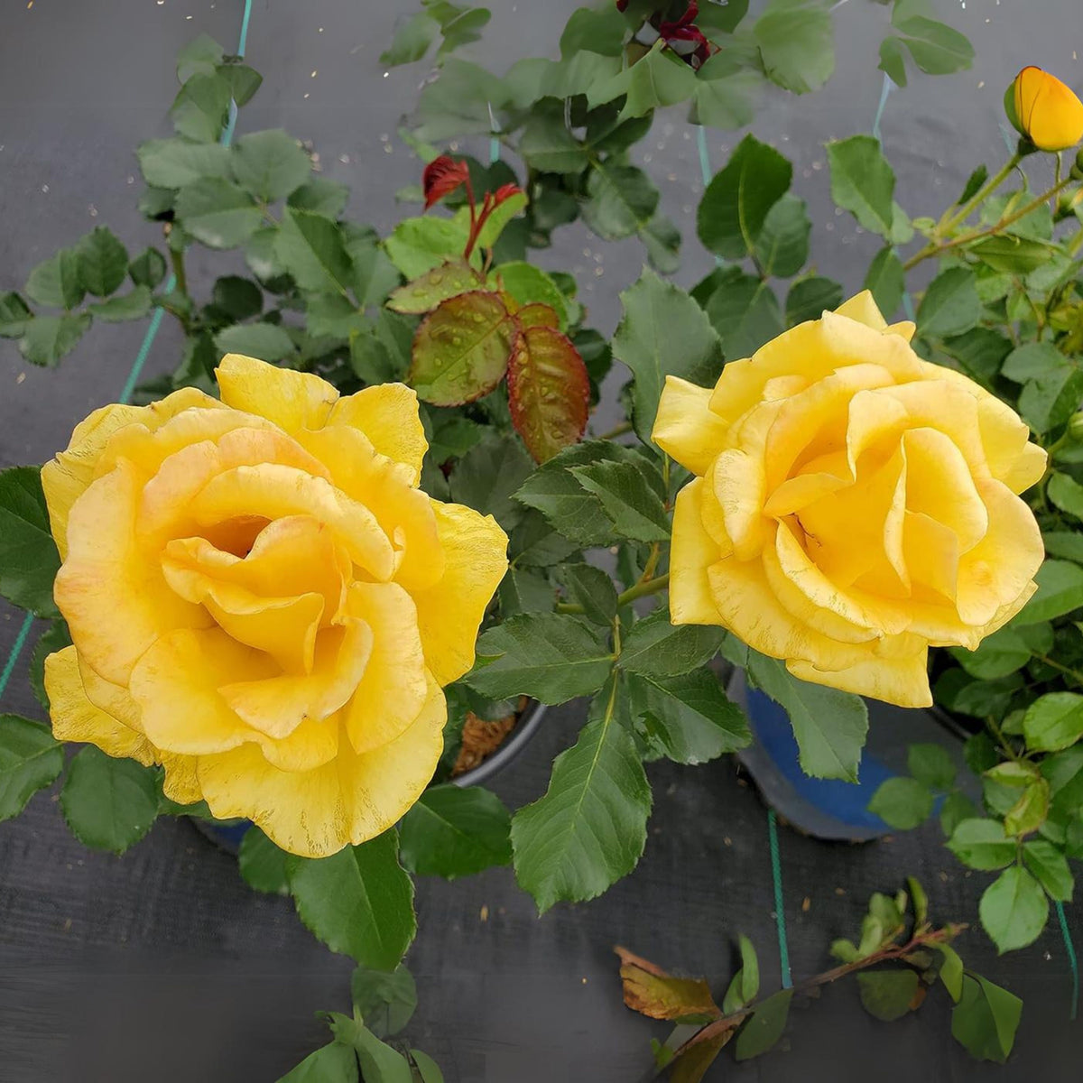 Yellow Rose Seeds, 30 seeds