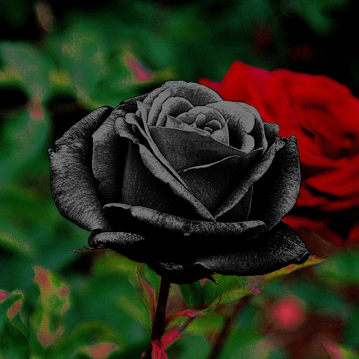 Black Rose Seeds, 30 seeds