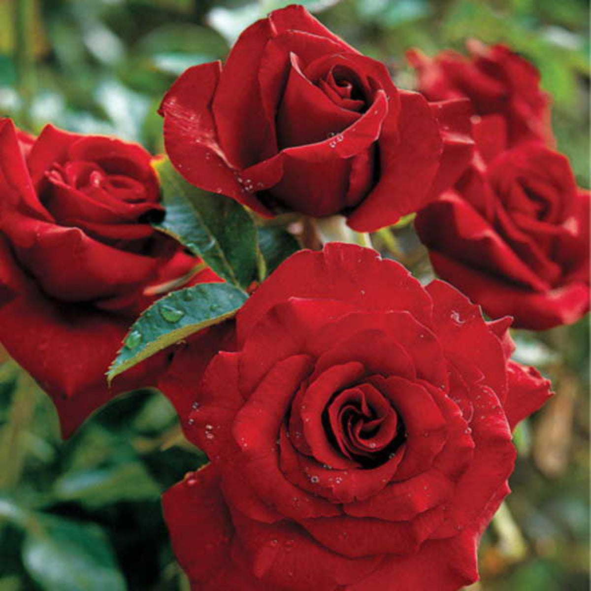 Mr. Lincoln Hybrid Tea Rose Seeds, 30 seeds