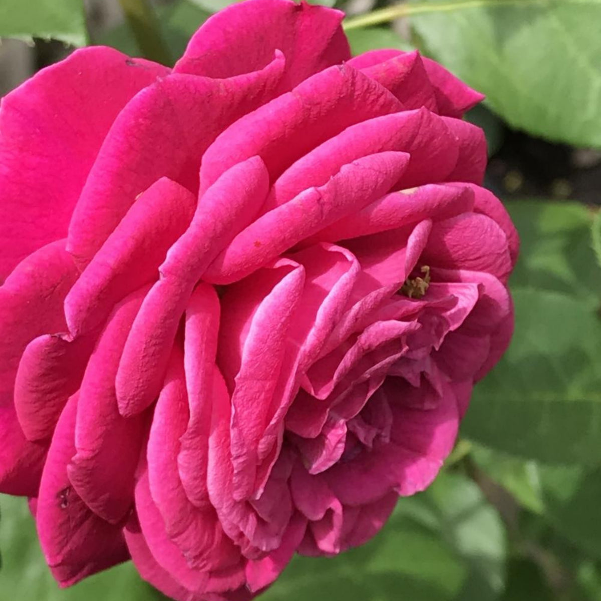 Hybrid Celestial Night Scented Rose Bush Flower Seeds, 30 seeds