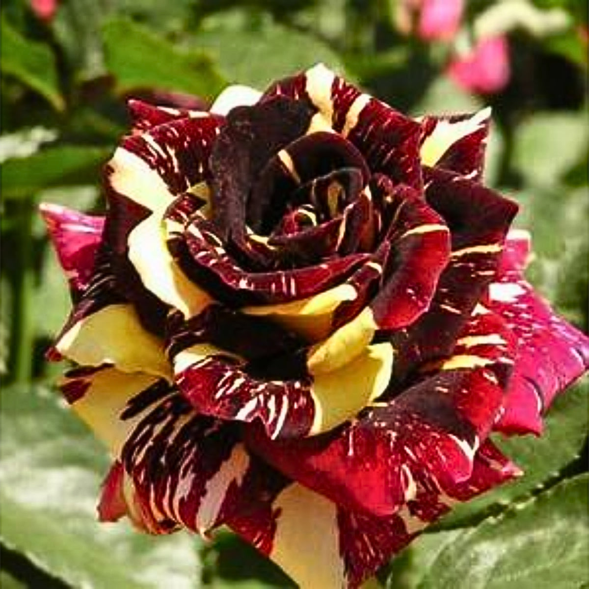 Multi Seeds - Color Mix Rose Seeds, 30 seeds
