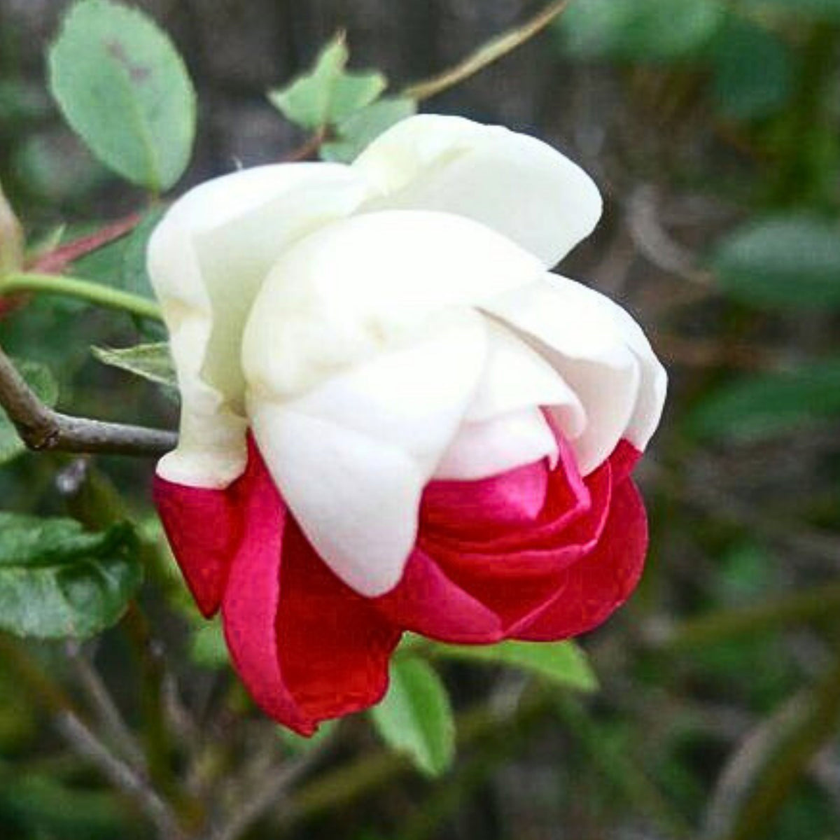 Zampa Dust Rose Bush Seeds, 30 seeds