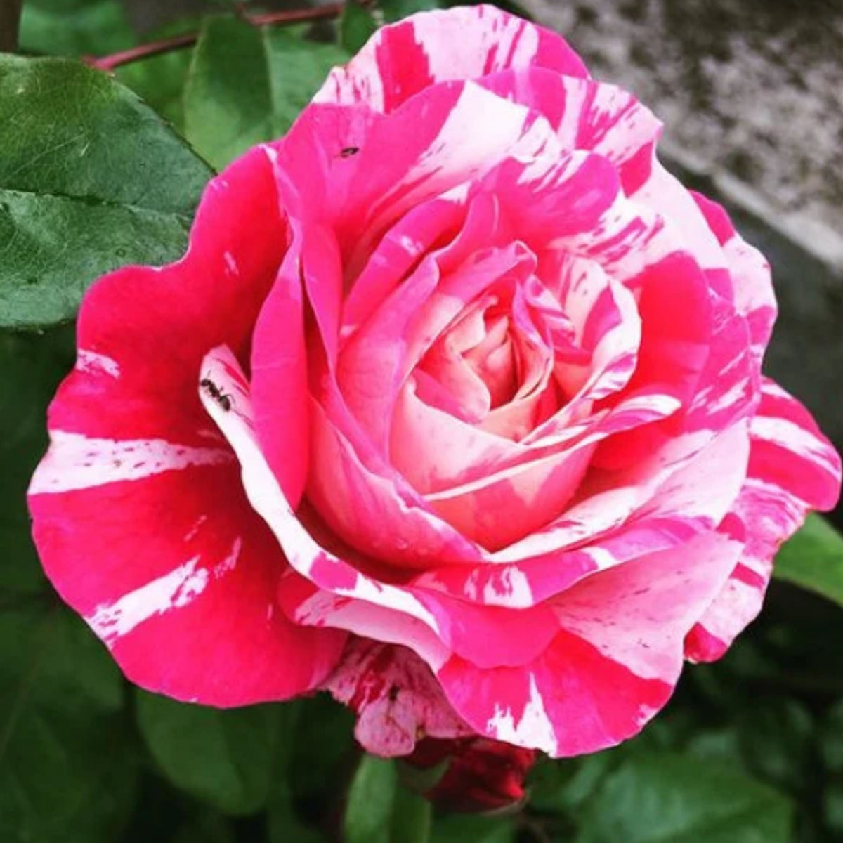 Pink Dragon Rose Bush Flower Seeds, 30 seeds