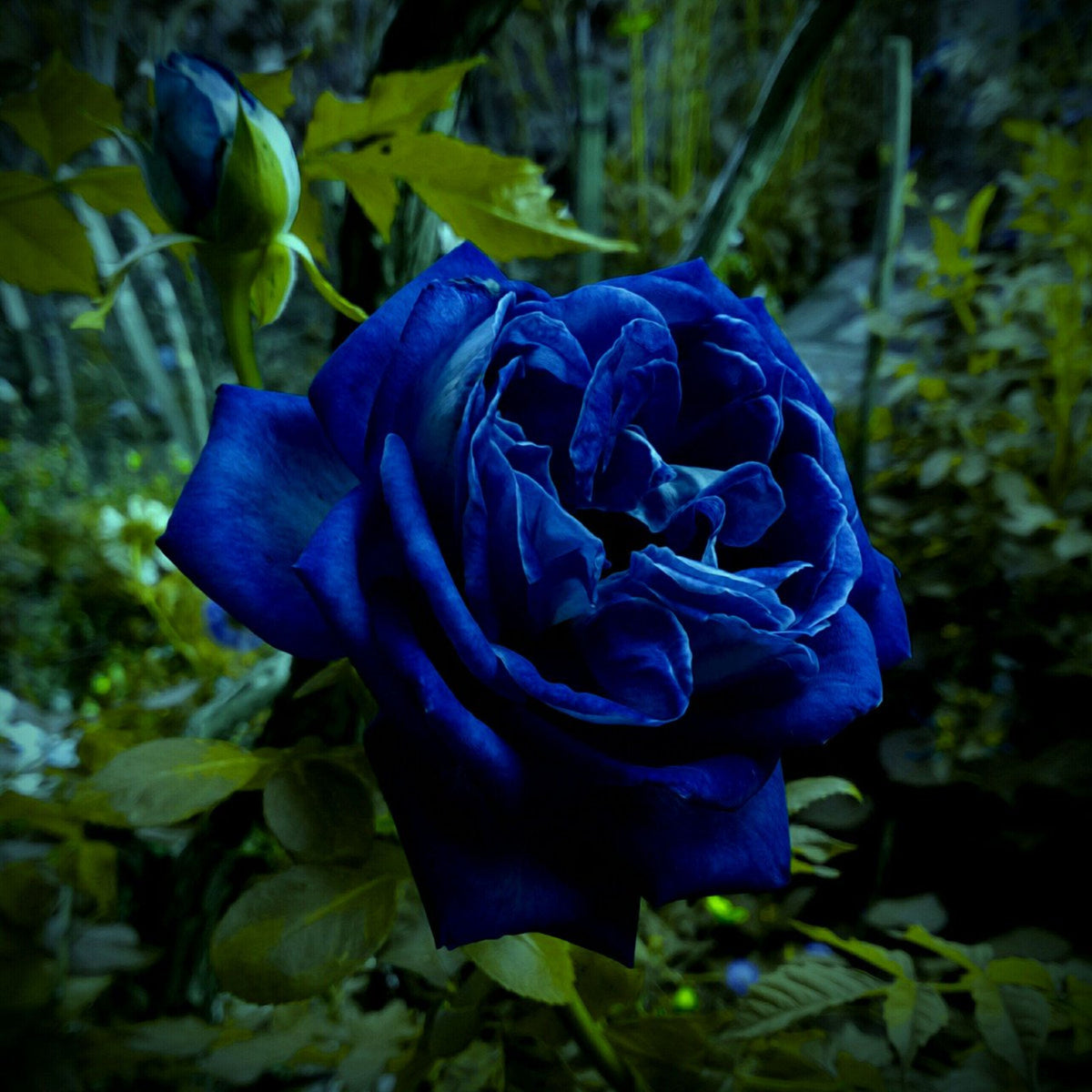 Midnight Supreme Seed Blue Black Rare, 30 seeds