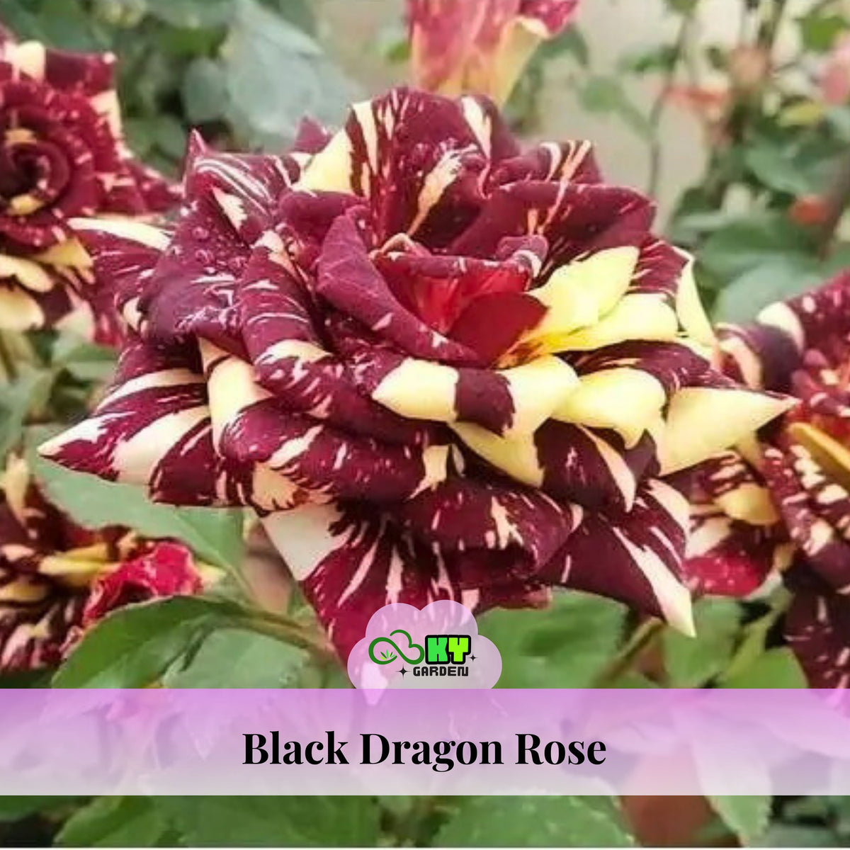 Hot Cocoa Floribunda Rose Flower Seeds, 30+ seeds