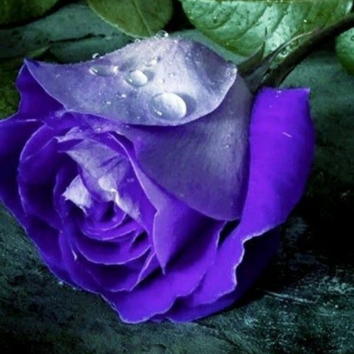 Purple Haze Rose Seed Flower Bush Purple White Rare, 30 seeds