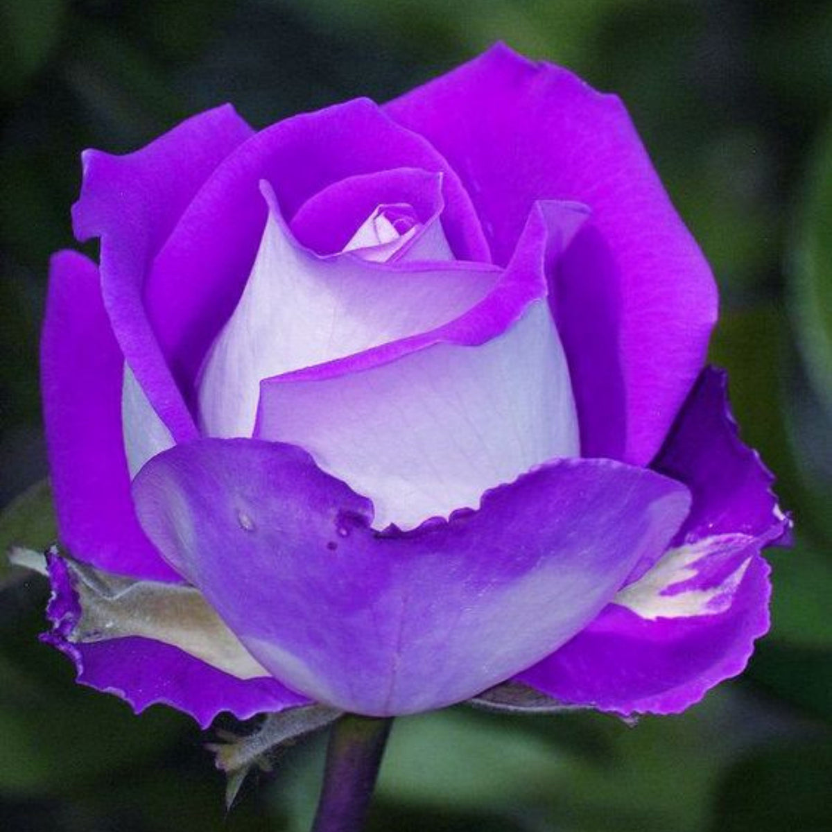 Purple Haze Rose Seed Flower, 30 seeds