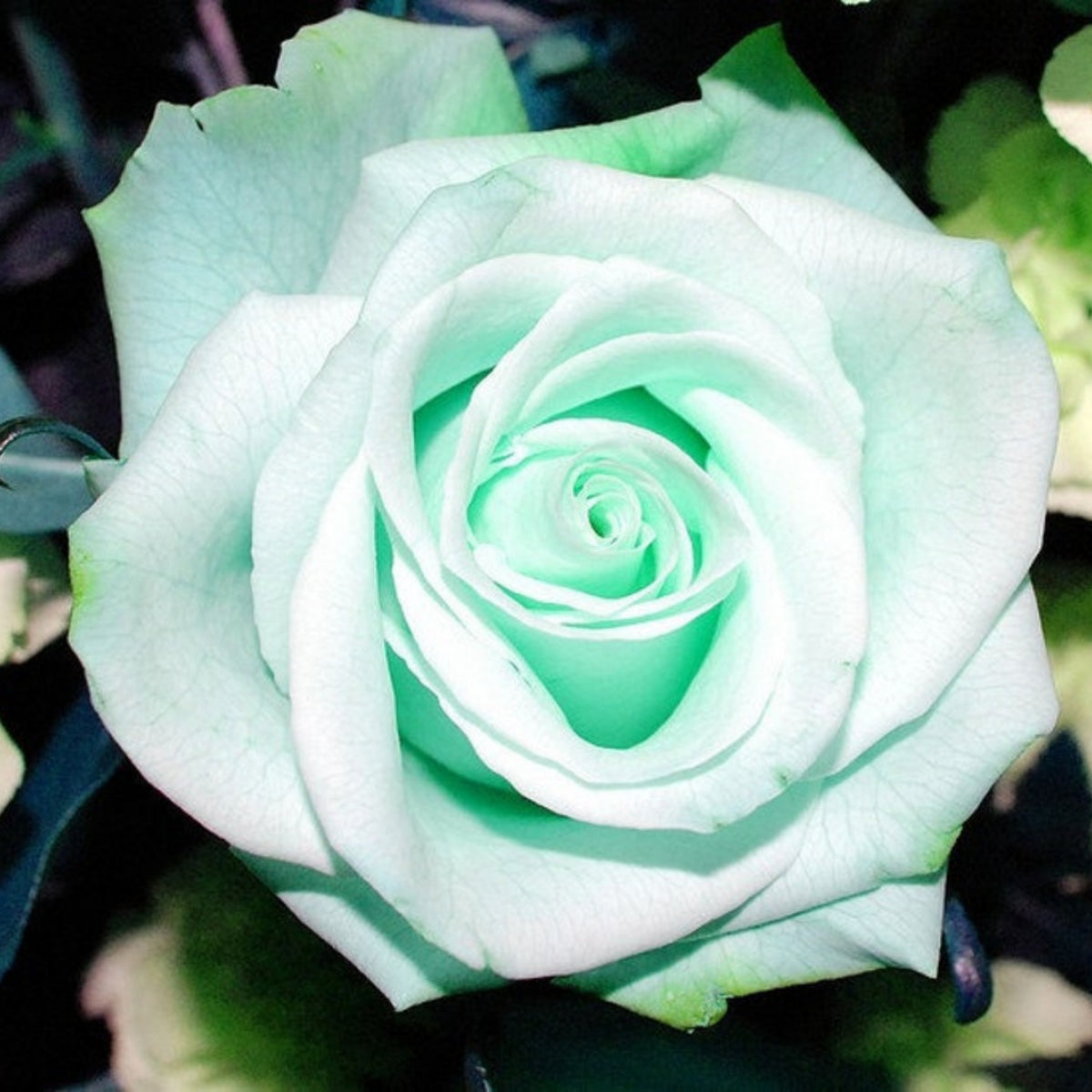 Mint Rose Seeds, 30 seeds