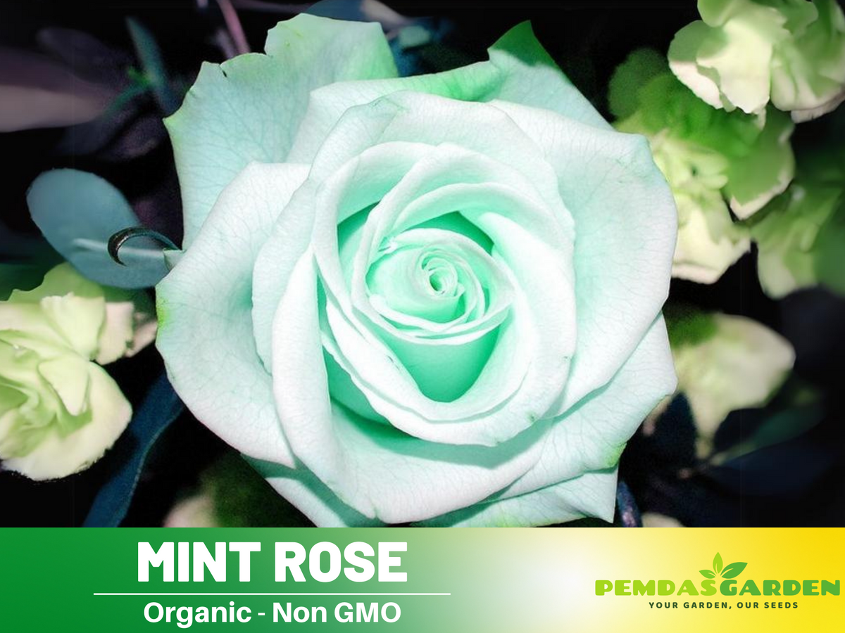 rose mint seeds 30pcs Seed