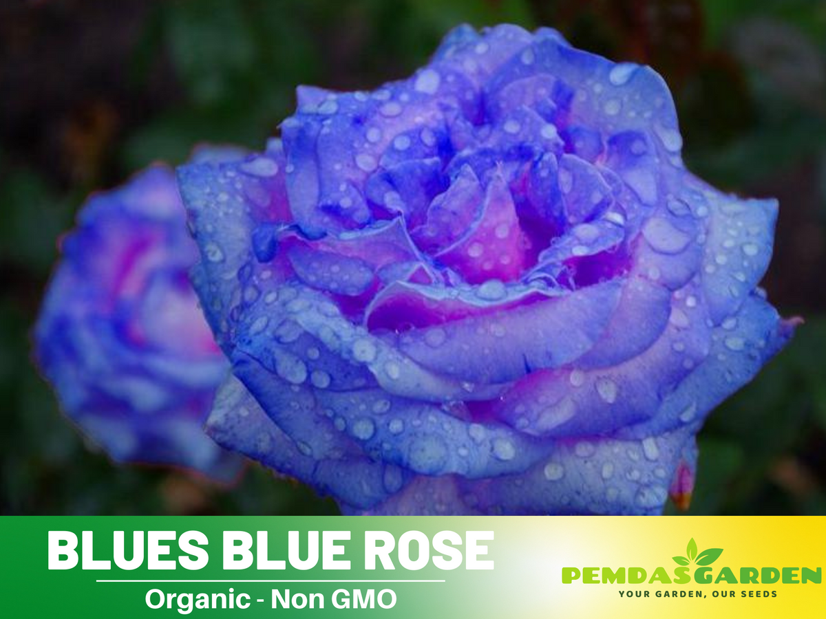 30 Rare Seed - Blues Blue Rose Seeds Flower #1072