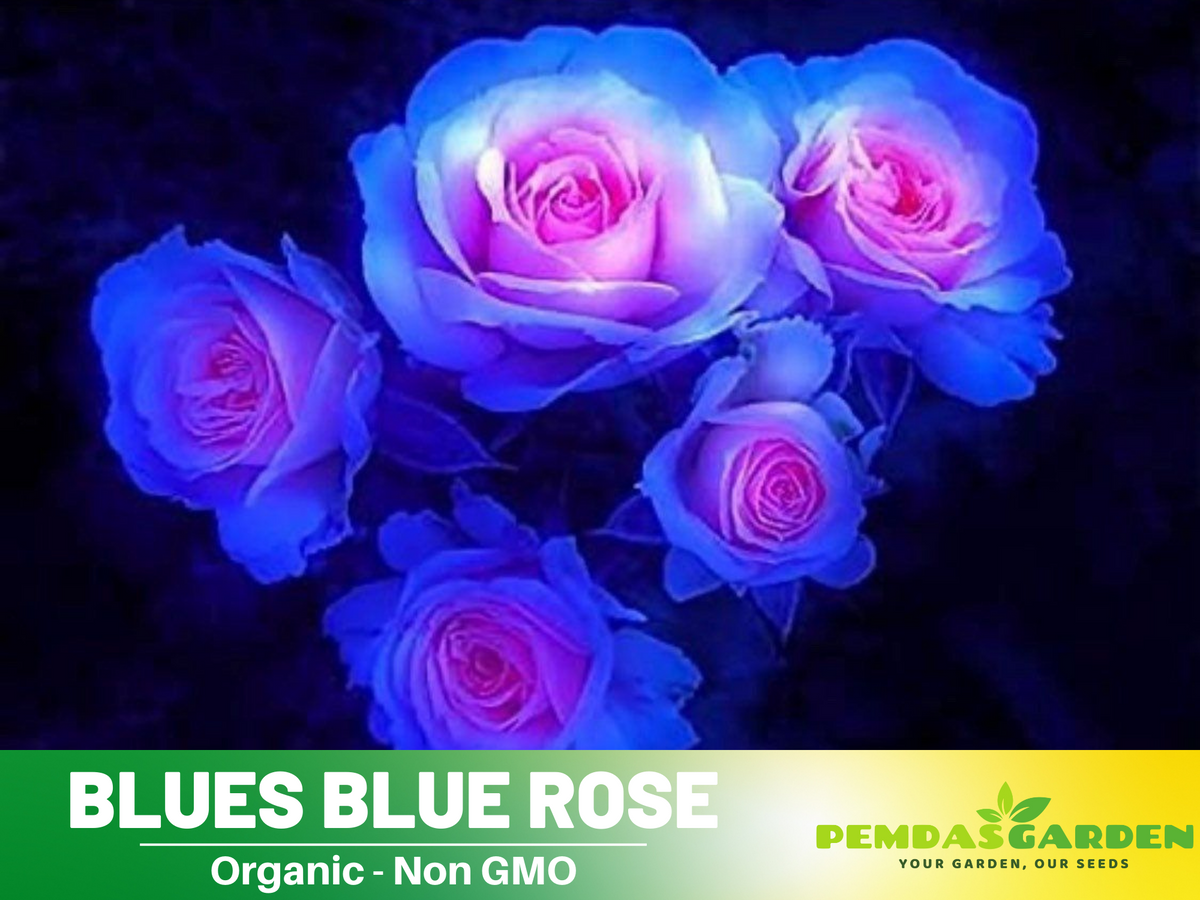 30 Rare Seed - Blues Blue Rose Seeds Flower #1072