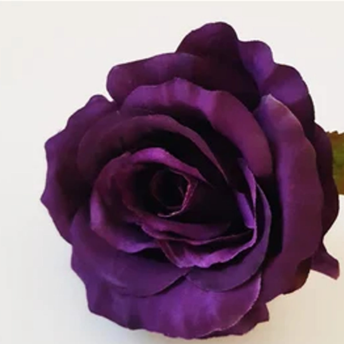 Dark Purple Rose Bush Seeds, 30 seeds