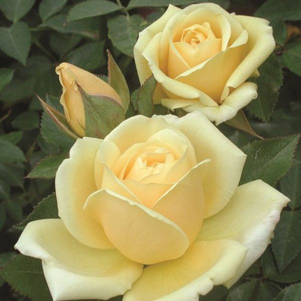 Light Yellow Rose Bush Seeds, 30 seeds