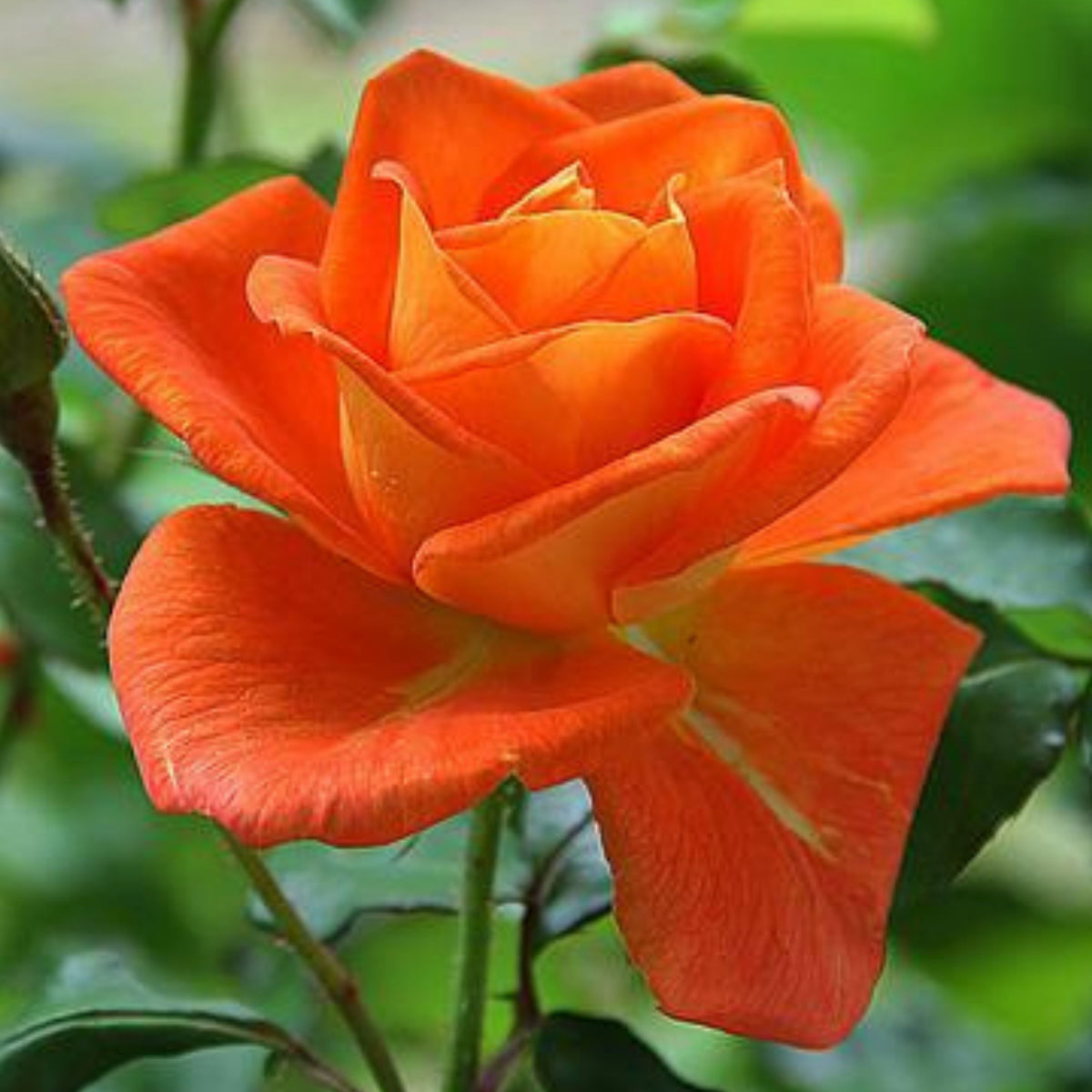 Orange Rose Seeds, 30 seeds