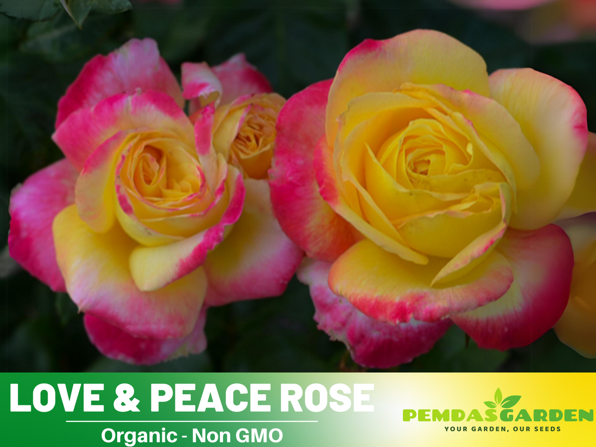 30 Rare seeds - Love & Peace Rose Bush #1093 – PEMDASGARDEN