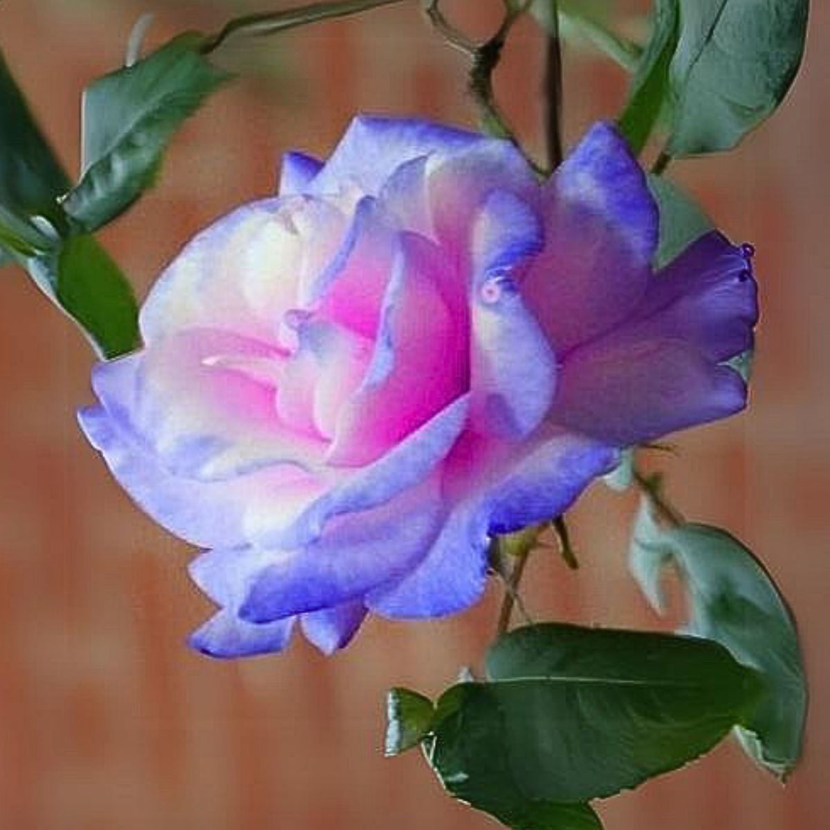 Stifling Remorse Rose Seeds, 30 seeds