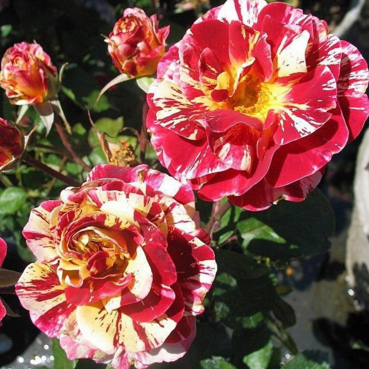 Bush Red Yellow Seeds, 30 seeds
