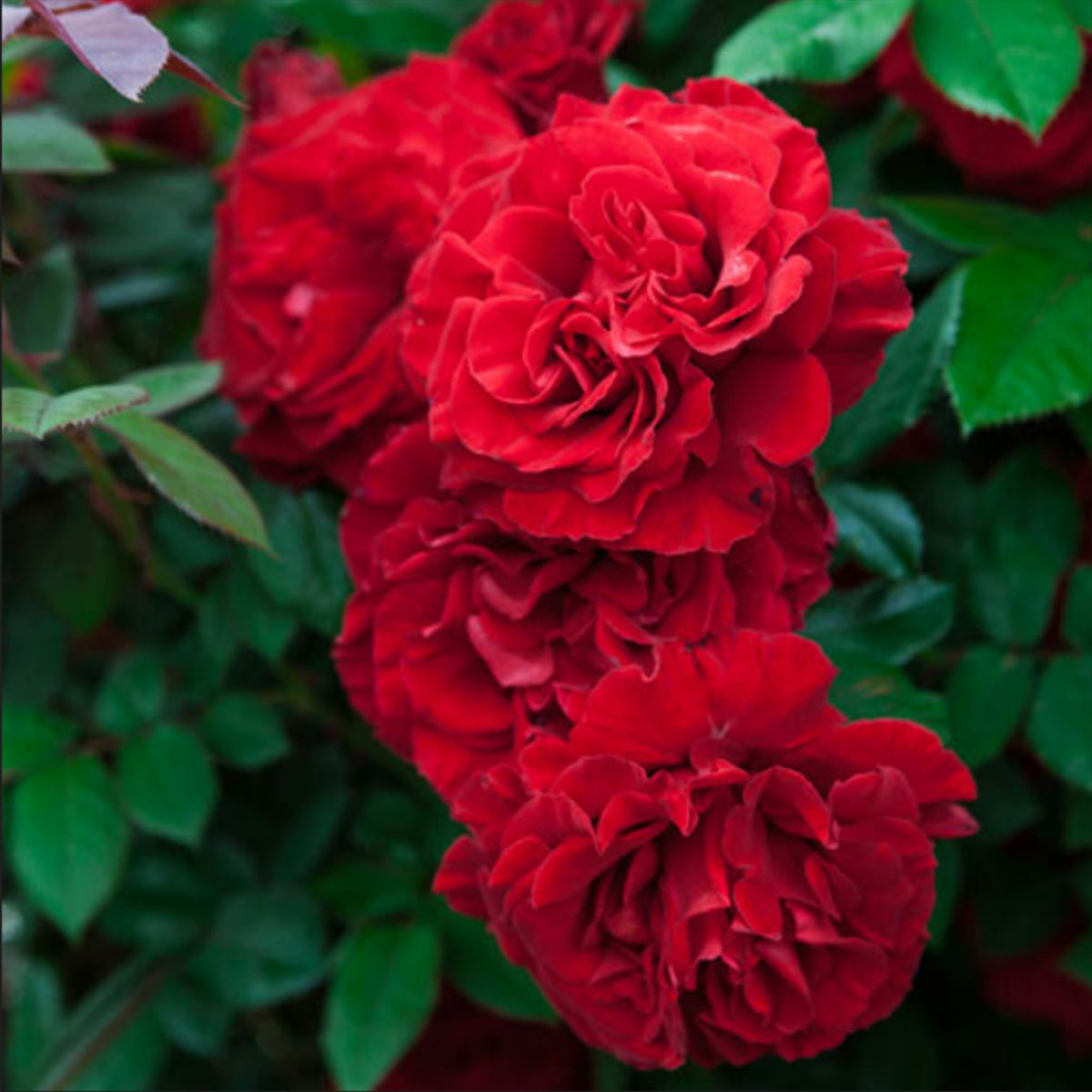 Red Climbing Rose Seed Flower, 30 seeds