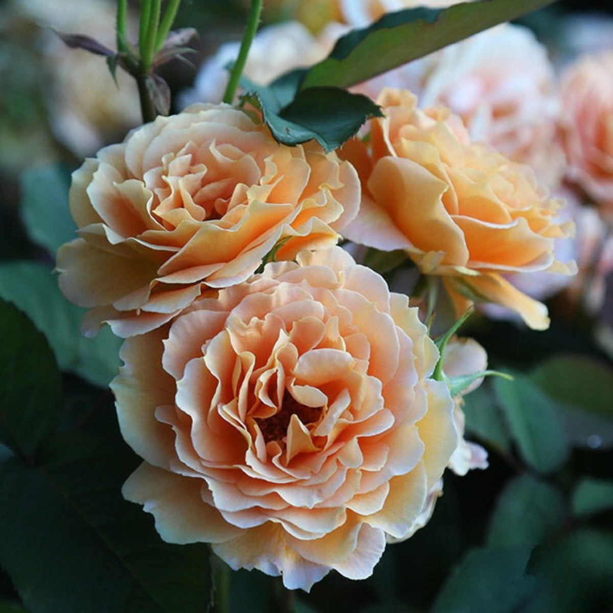 Honey Perfume Floribunda Rose Seeds, 30 seeds