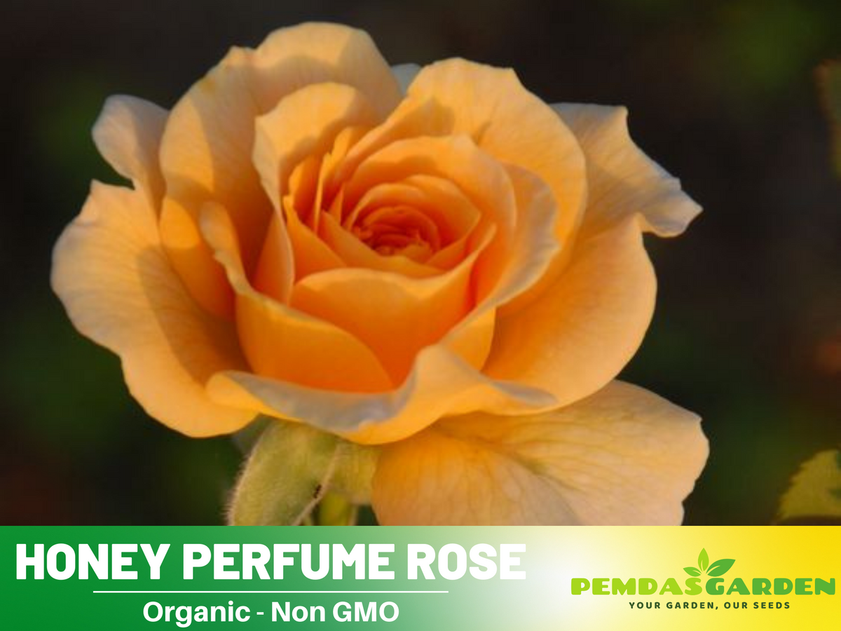 perfume seed rose body mist 30 Seeds| Honey Perfume Floribunda Rose Seeds #1107 – PEMDASGARDEN