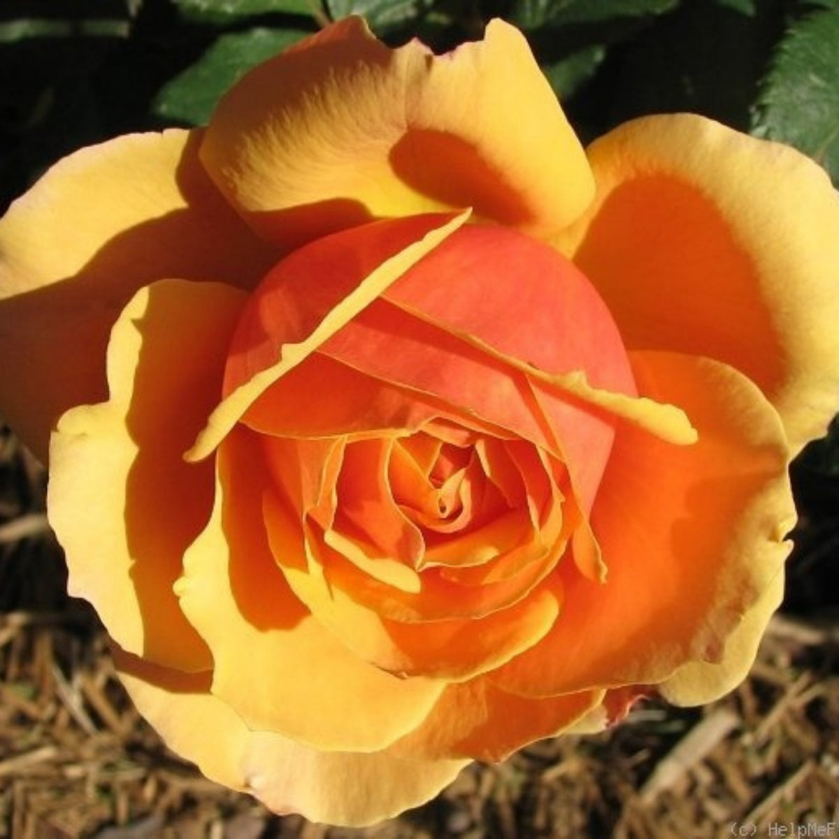 About Face Rosa Grandiflora Rose Seeds, 30 seeds