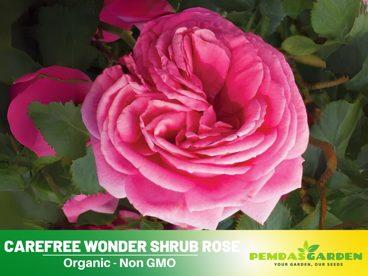 30 Rare Seeds| Pretty in Pink Climbing Rose Bush Flower Seeds #1115