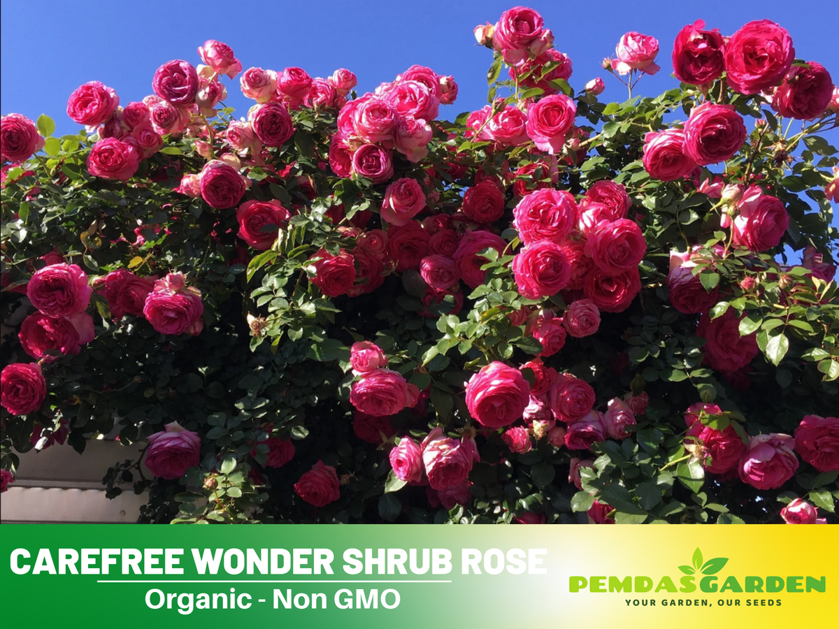 30 Rare Seeds| Pretty in Pink Climbing Rose Bush Flower Seeds #1115