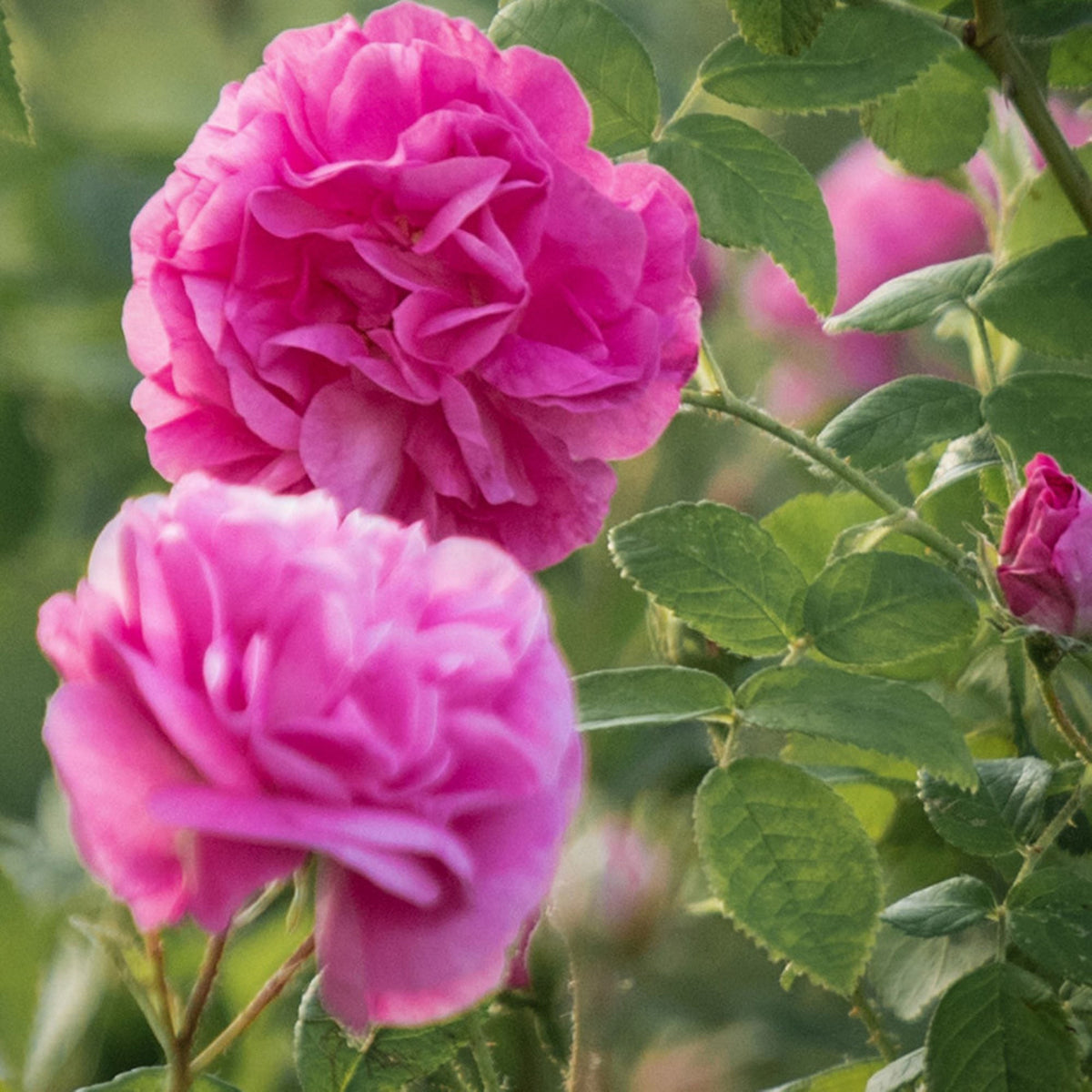 Rose Damascena Hybrid, Fresh Exotic Pink Rose Seeds, 30 seeds
