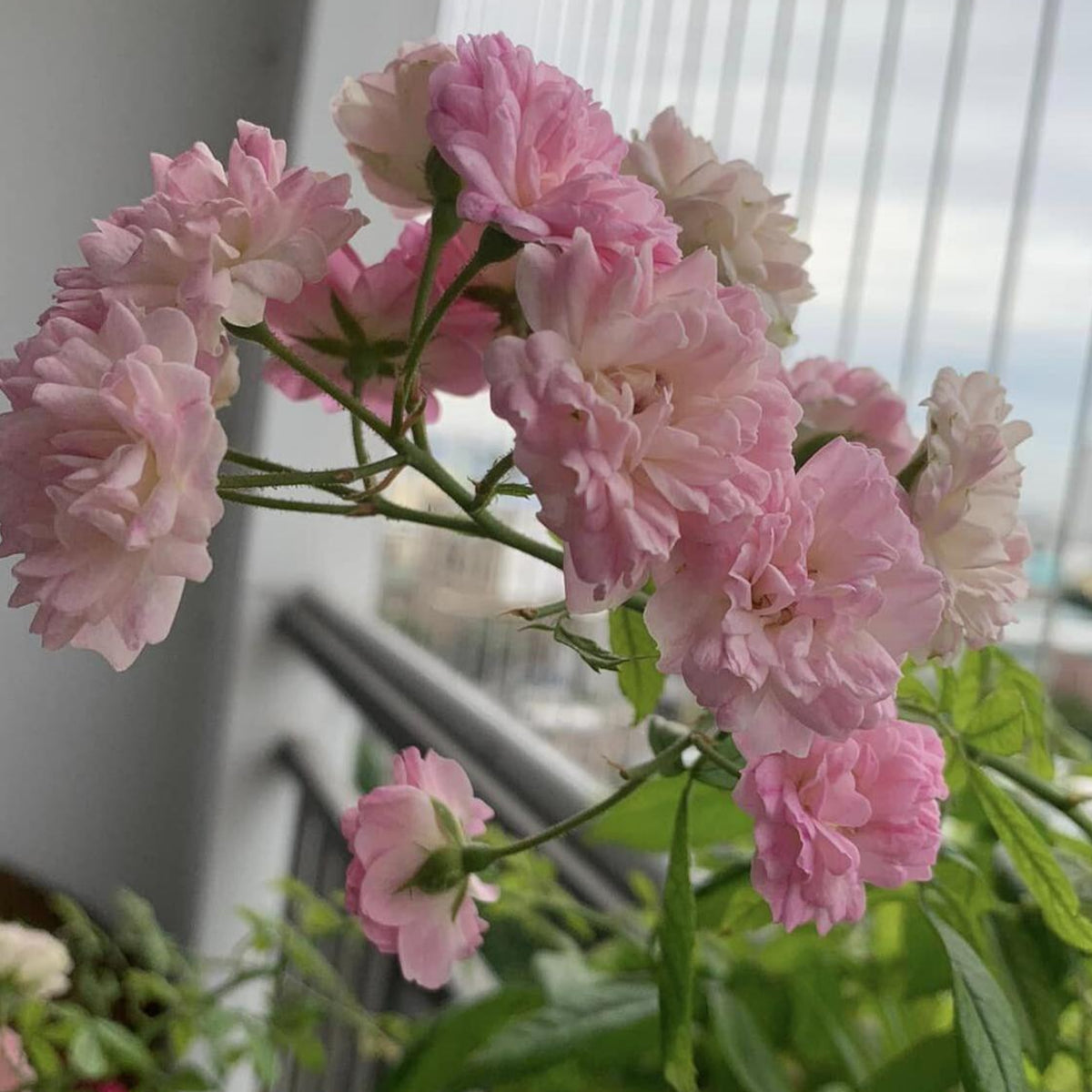 Dongmei Perennial Flower Rose Seeds - 1150, 30+ seeds