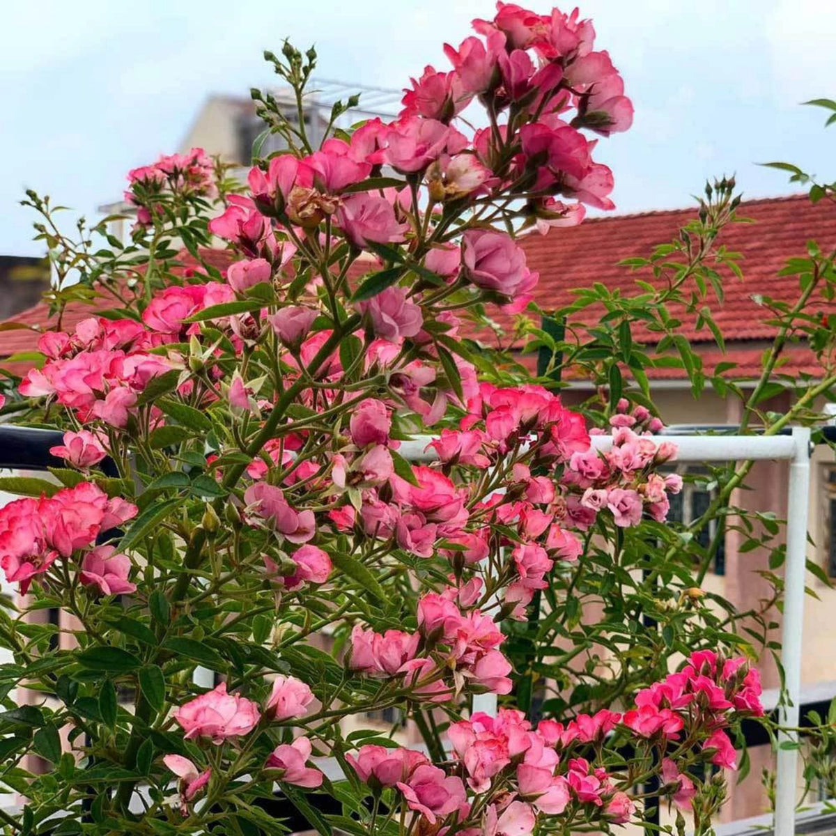 Mac Spice Rose Seeds, 30+ seeds