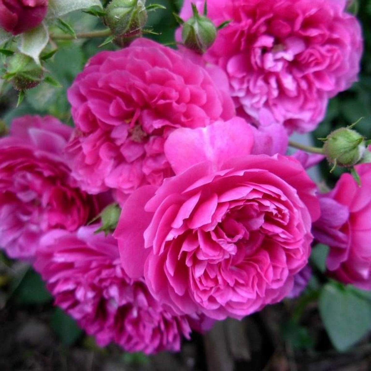 Sweet Chariot Rose Seeds, 30+ seeds