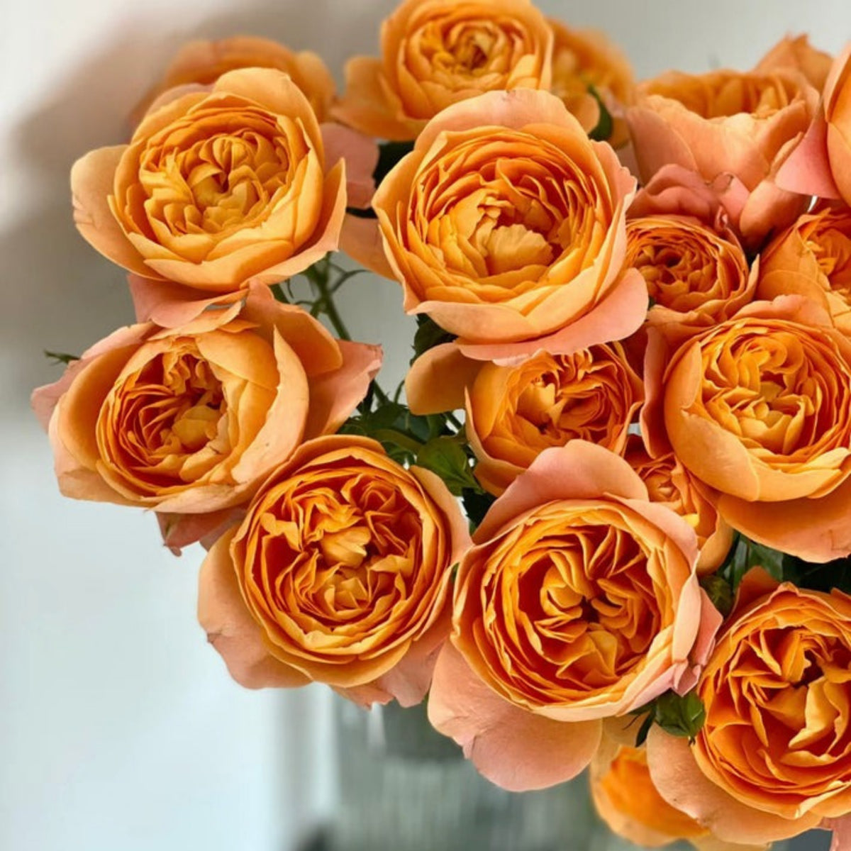 Juicy Terrazza Rose Seeds - 1160, 30+ seeds