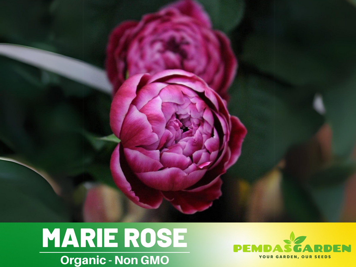30+ Seeds| Marie Rose Seeds #1163