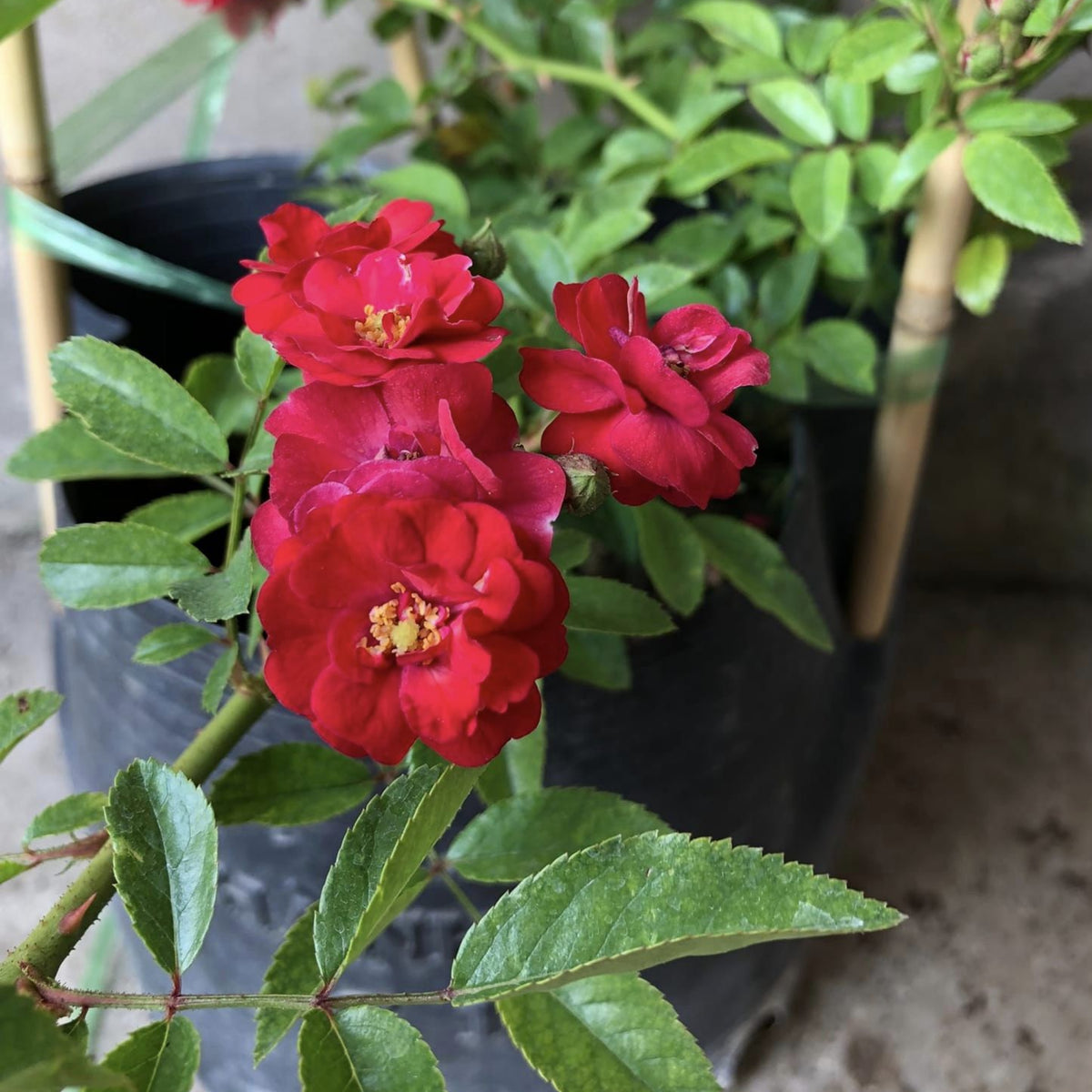 Red Fairy Rose Seeds - Miniature Garden Rose, 30+ seeds