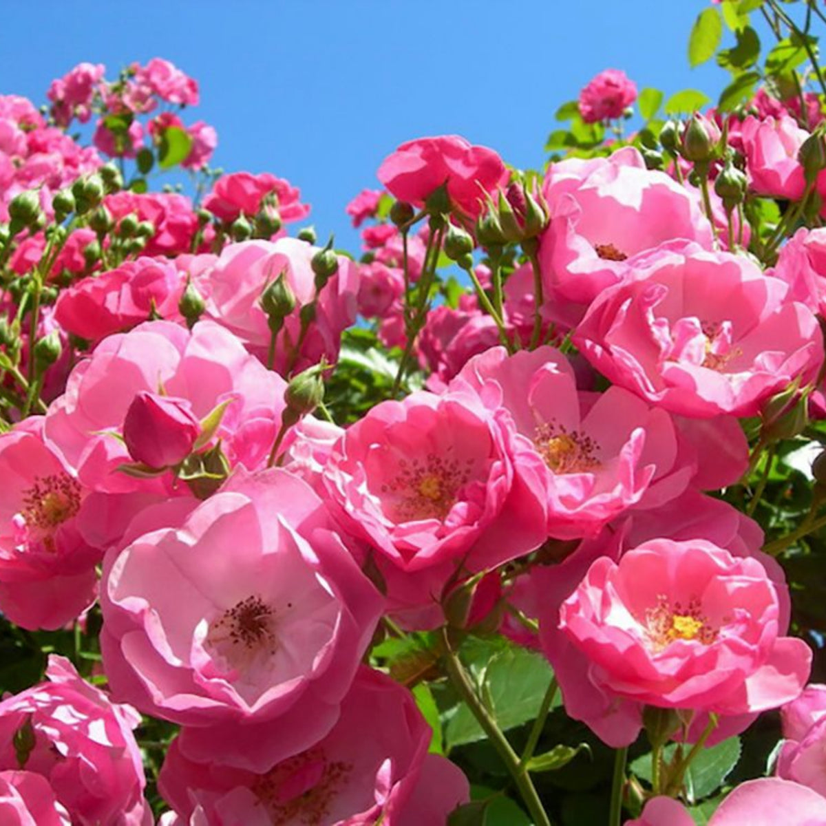 Angela Rose Seeds - Pink Garden Rose, Fragrant Blooms, 30+ seeds